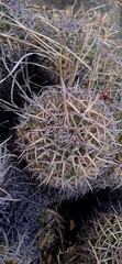 Mammillaria karwinskiana karwinskiana