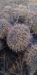Mammillaria karwinskiana karwinskiana