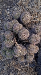 Mammillaria karwinskiana karwinskiana