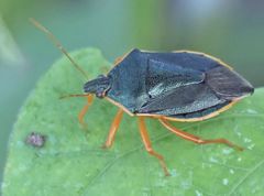 Tynacantha marginata