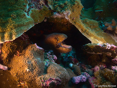 Gymnothorax breedeni