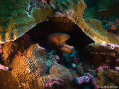 Gymnothorax breedeni