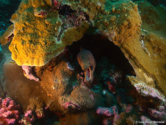 Gymnothorax breedeni