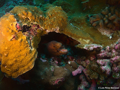 Gymnothorax breedeni