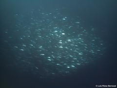 Sarda orientalis