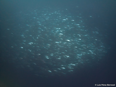 Sarda orientalis