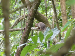 Heliosciurus undulatus