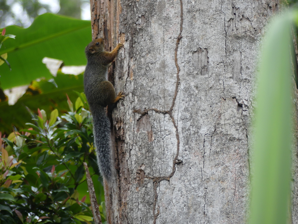 Swynnerton's Bush Squirrel