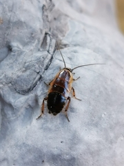 Ectobius sylvestris