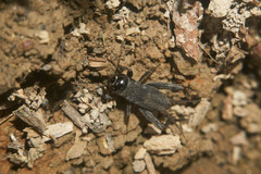 Svercacheta siamensis