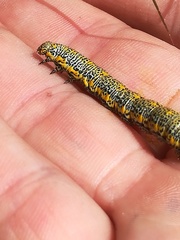 Lycia alpina