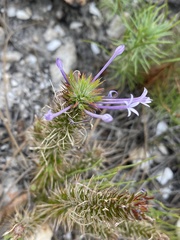 Merciera eckloniana