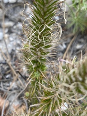 Merciera eckloniana