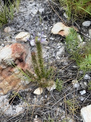 Merciera eckloniana