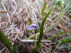 Carmichaelia corrugata