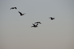 Theristicus melanopis