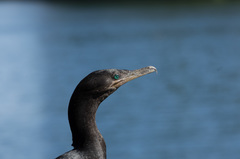 Nannopterum brasilianum brasilianum