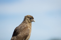 Daptrius chimango temucoensis