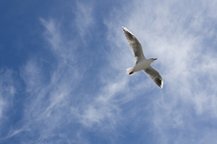 Chroicocephalus maculipennis