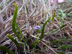 Carmichaelia corrugata