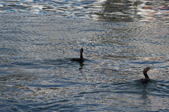 Nannopterum brasilianum