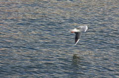 Chroicocephalus maculipennis