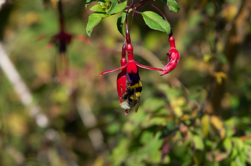 Photo of Large Garden Bumble Bee (Bombus ruderatus)