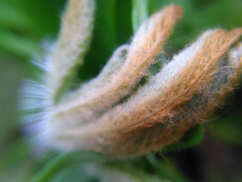 Galium gall mite