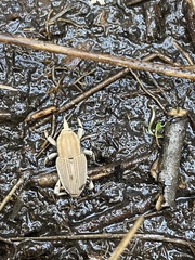 Sphenophorus aequalis