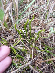 Carmichaelia corrugata