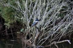 Megaceryle torquata stellata