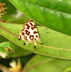 Anteros bracteata