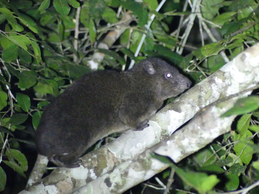 Southern Tree Hyrax
