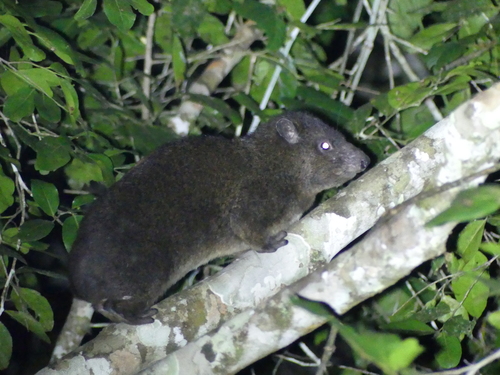 Eastern Tree Hyrax (Dendrohyrax validus) — Near Threatened Mammalia