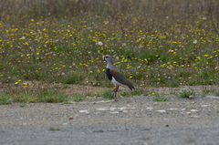 Vanellus chilensis chilensis