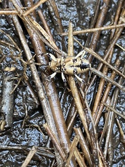 Sphenophorus aequalis