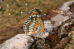 Chlosyne theona brocki