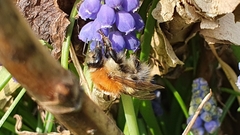 Bombus pascuorum
