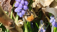 Bombus pascuorum