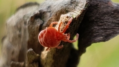Allothrombium