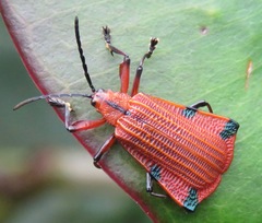 Sceloenopla calopteroides