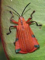 Sceloenopla calopteroides