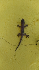 Hemidactylus mabouia