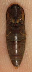 Pyrophorus