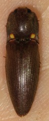 Pyrophorus