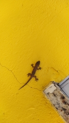 Hemidactylus mabouia