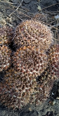 Mammillaria karwinskiana karwinskiana