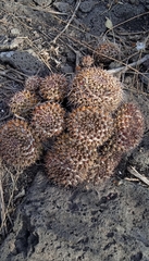 Mammillaria karwinskiana karwinskiana