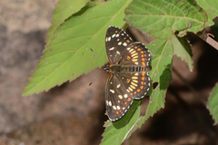 Chlosyne theona brocki
