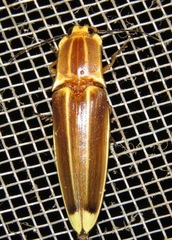Semiotus ligneus